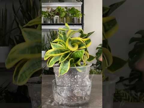 Plant ID & Disease Identifier