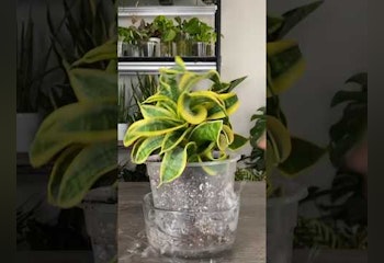 Plant ID & Disease Identifier