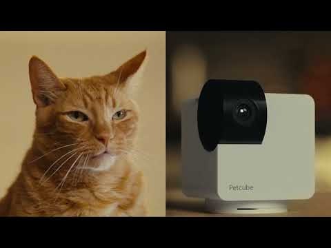 Petcube Cam 360