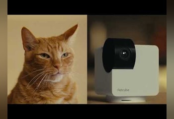 Petcube Cam 360