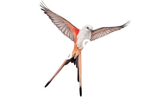 Wingspan