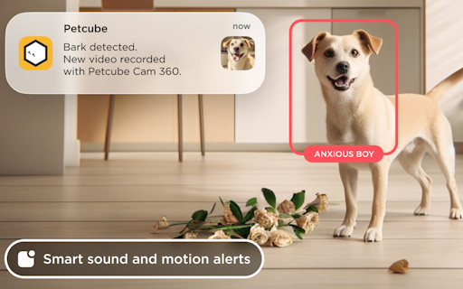 Petcube Cam 360