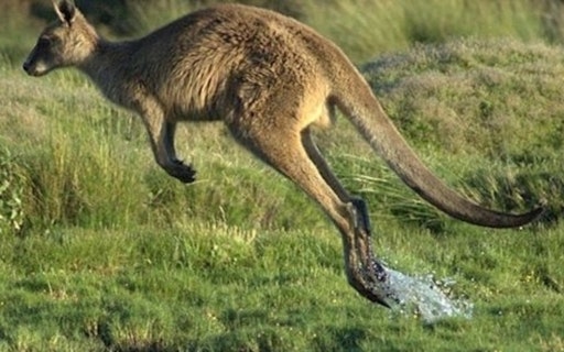 Guess The Picture