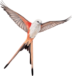 Wingspan
