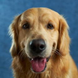 Image to Video AI Generator